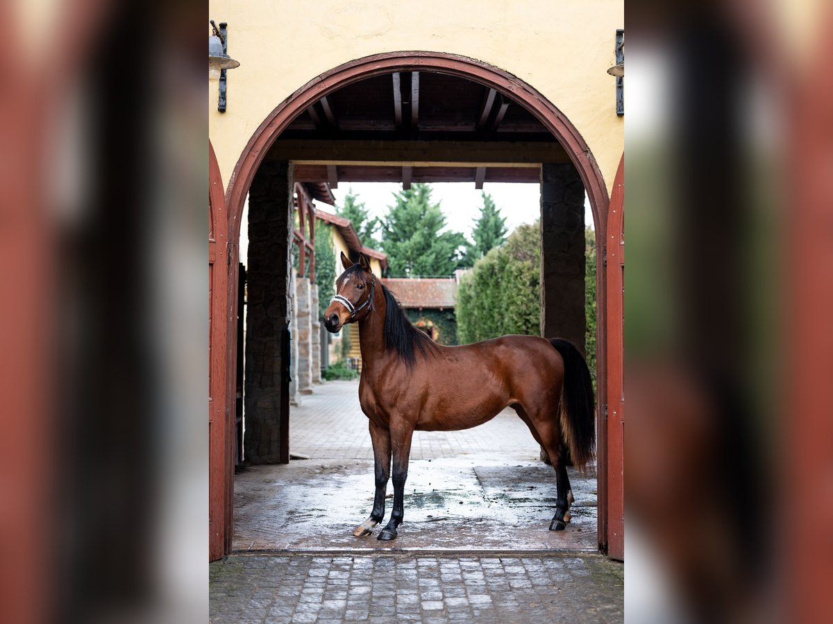 Shagya Arabian Mare 5 years 14,3 hh in Hantos