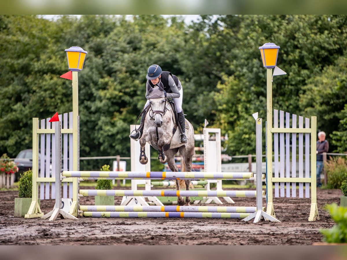 Shagya Arabian Mare 5 years 14,3 hh Grey in Aukrug