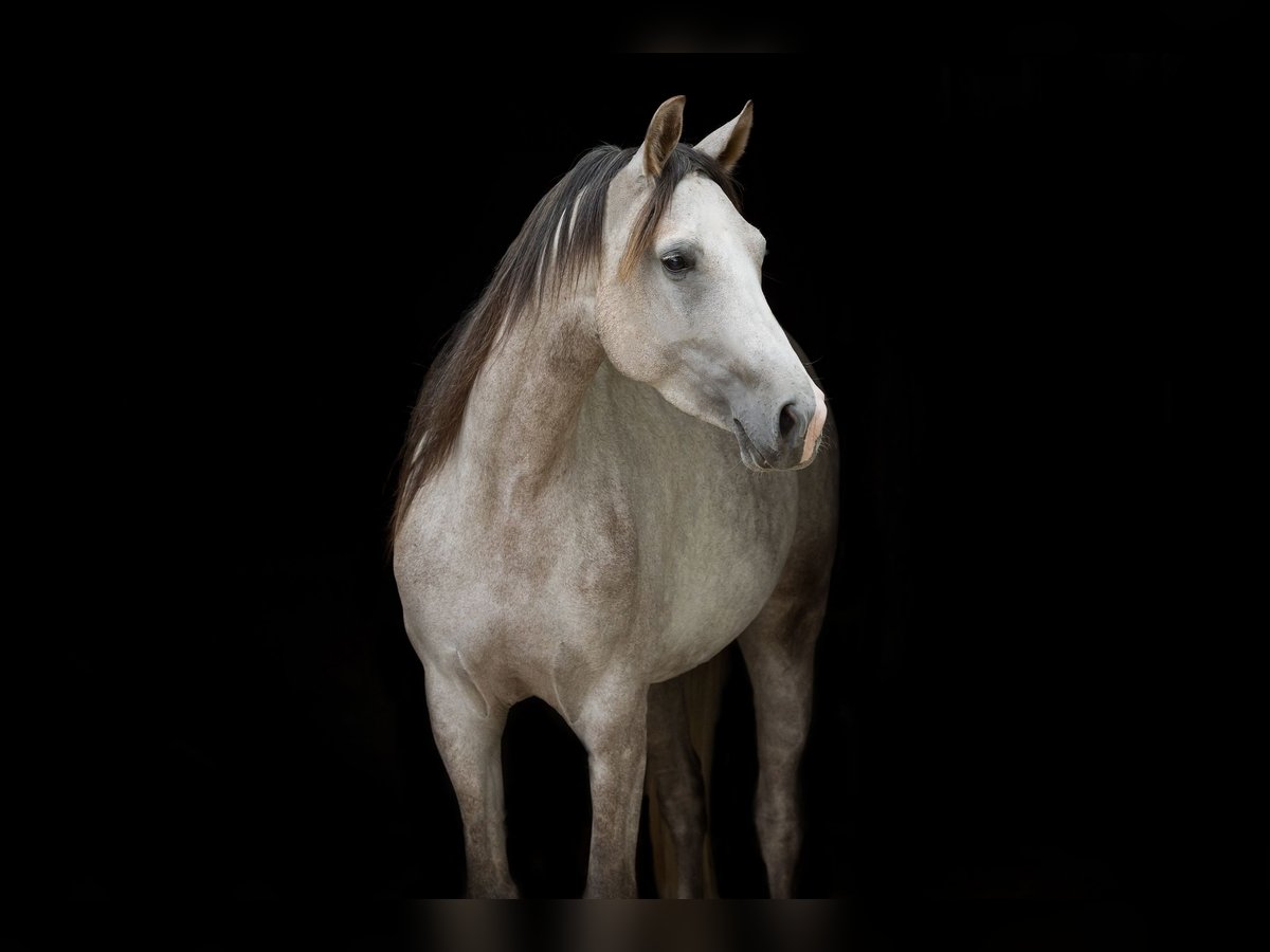 Shagya Arabian Mare 5 years 15,2 hh Grey in Wolfenb&#xFC;ttel