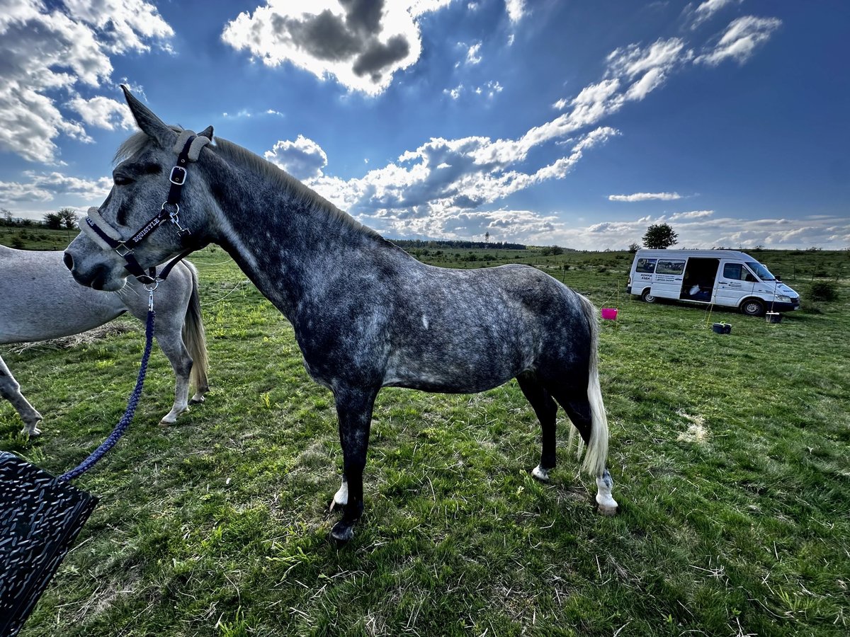 Shagya Arabian Mix Mare 8 years 14,3 hh Gray in ofia