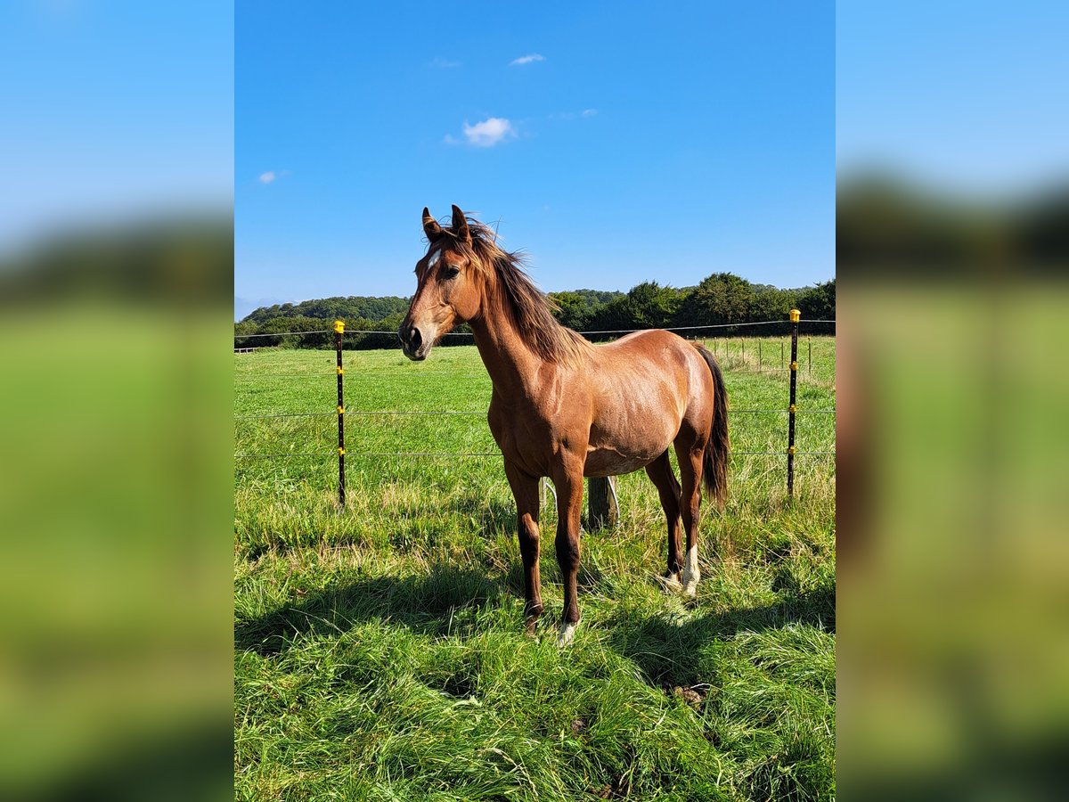 Shagya Arabian Stallion 1 year 15,1 hh Brown-Light in K&#xF6;hn