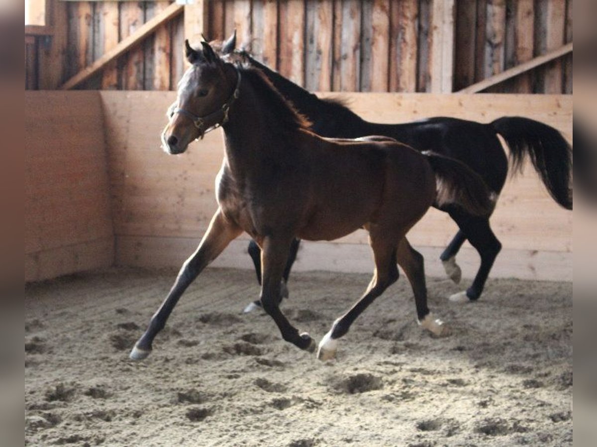 Shagya Arabian Stallion 1 year Brown in Tiefenbach