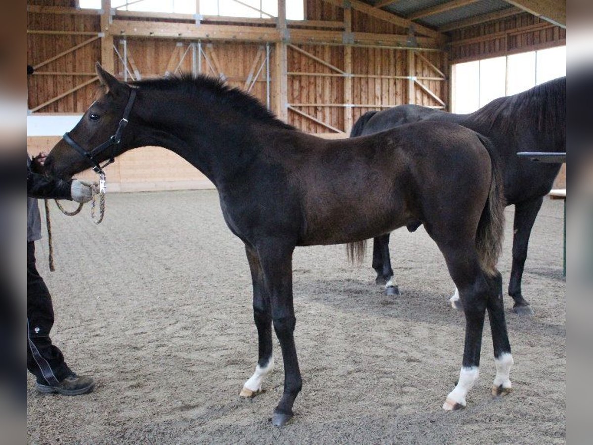 Shagya Arabian Stallion 1 year Brown in Tiefenbach