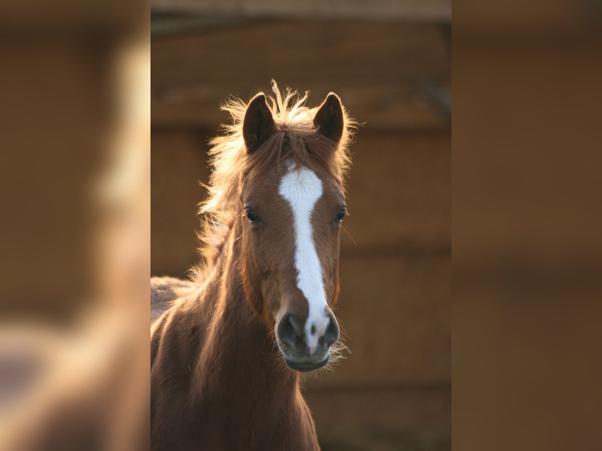 Shagya Arabian Stallion 1 year Chestnut-Red in plzen