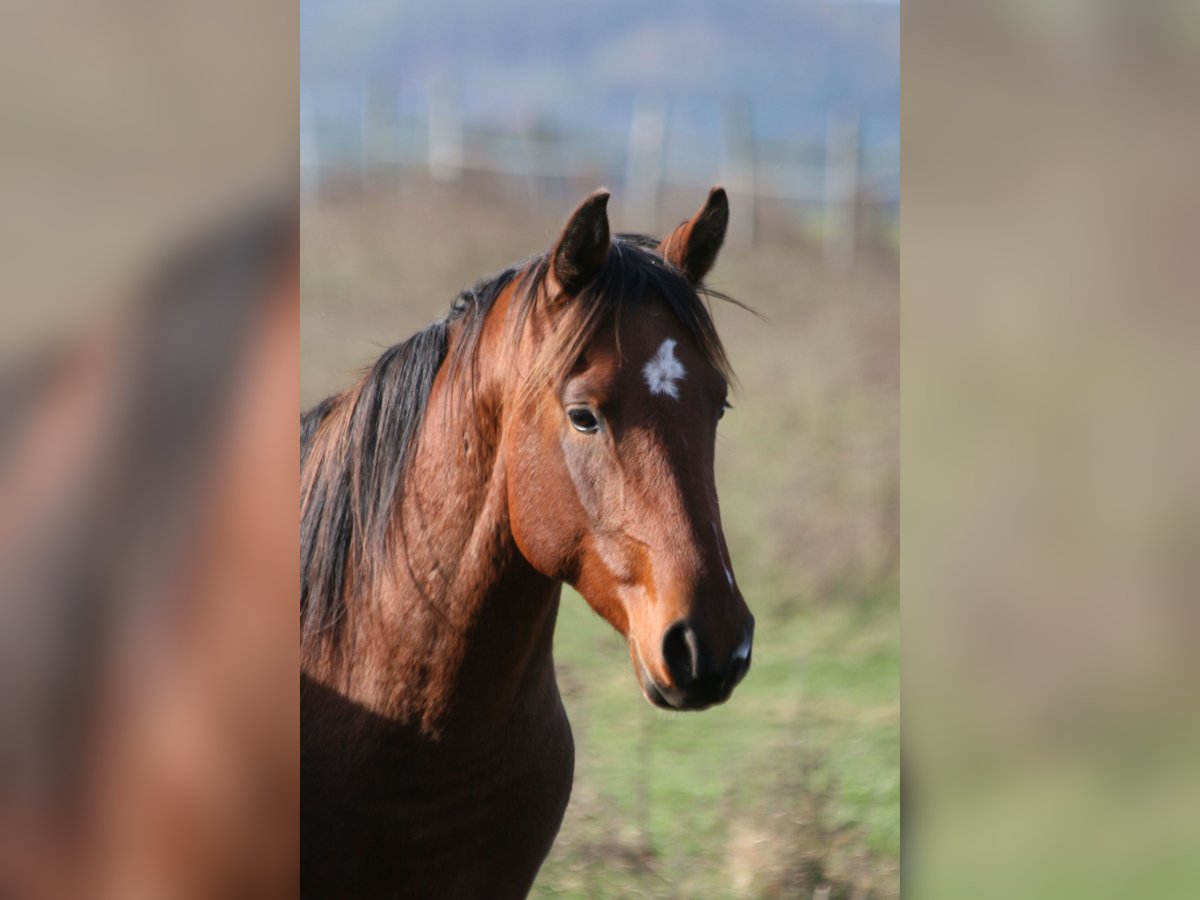 Shagya Arabian Stallion 2 years 15 hh Brown in Kladruby