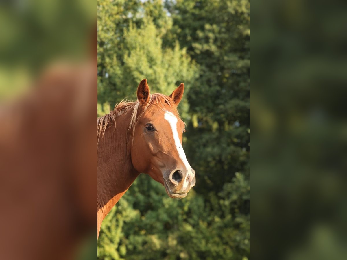 Shagya Arabian Stallion 2 years 15 hh Chestnut-Red in plzen