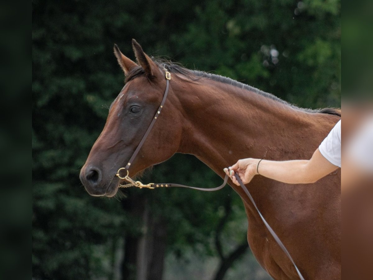 Shagya Arabian Stallion 2 years Brown in Plzen