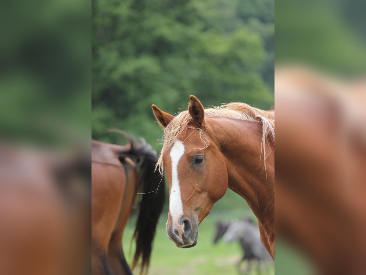 Shagya Arabian Stallion 2 years Chestnut-Red in plzen