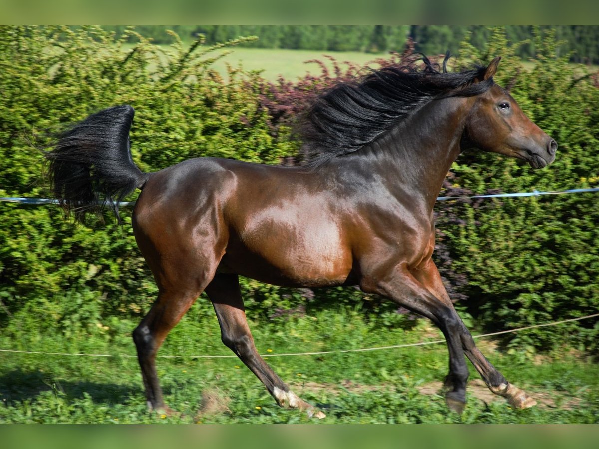 Shagya Arabian Stallion 3 years 14,3 hh Brown in Frýdlant