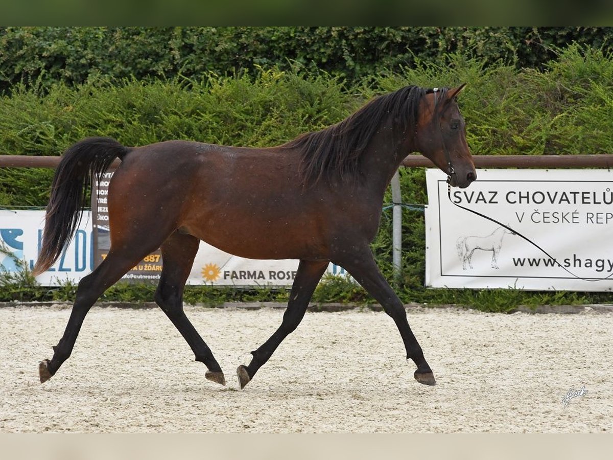 Shagya Arabian Stallion 3 years Brown in Plzen