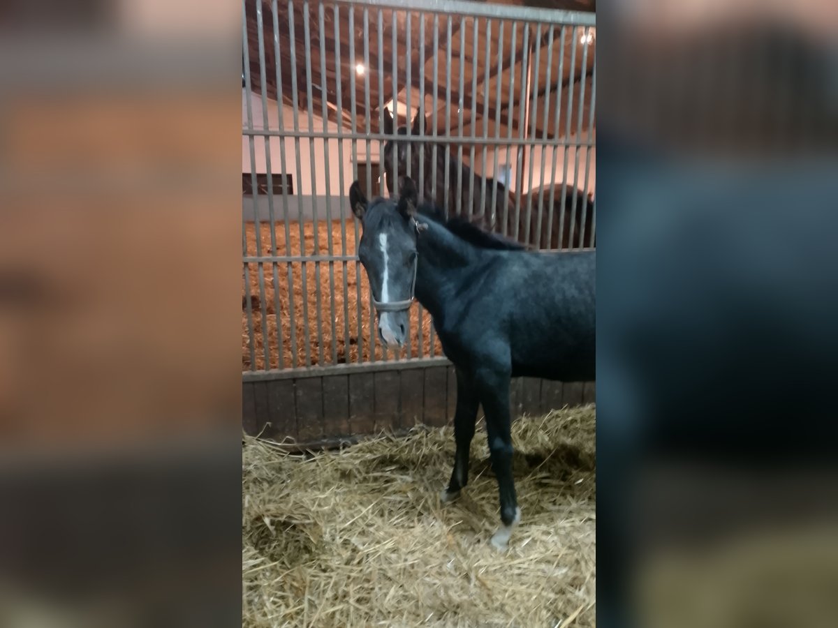 Shagya Arabian Stallion Foal (05/2025) 15,2 hh Grey-Dark-Tan in Nienhagen