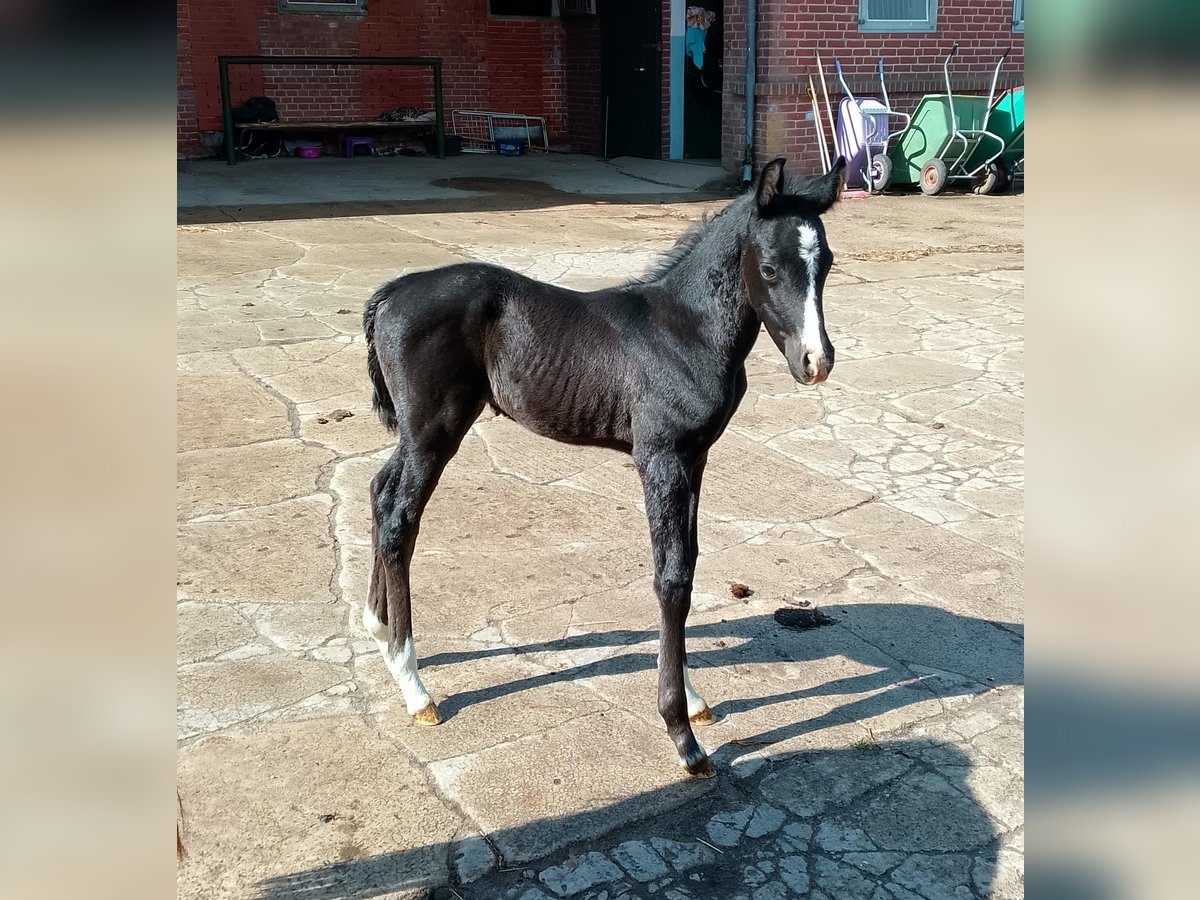 Shagya Arabian Stallion  16 hh Black in Nienhagen