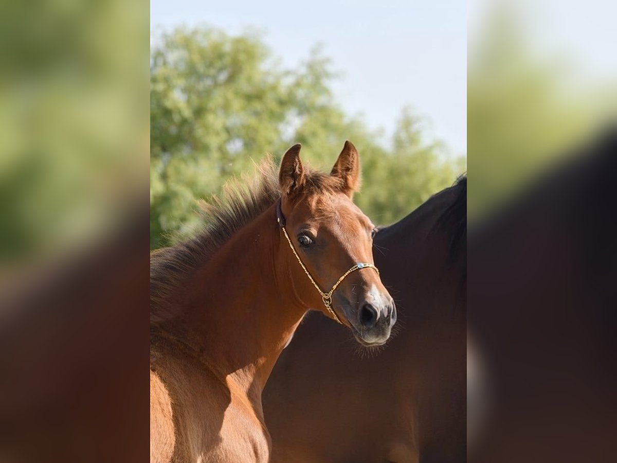 Shagya Arabian Stallion Foal (03/2025) Brown in Plzen