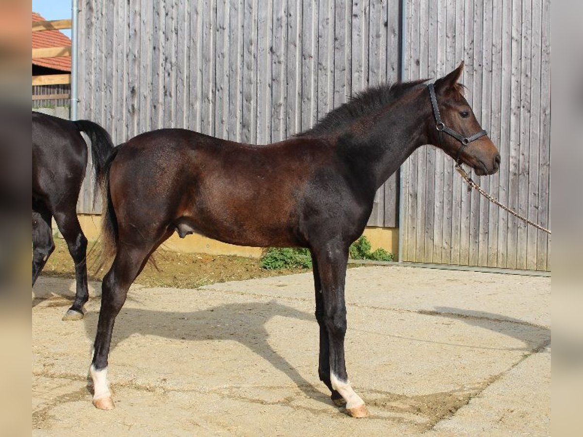 Shagya Arabian Stallion Foal (05/2024) Brown in Tiefenbach