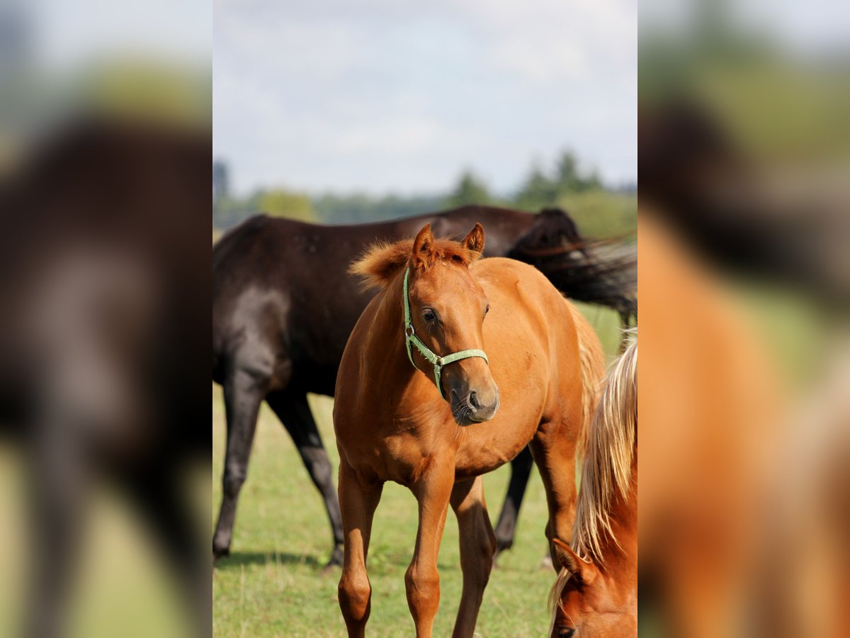 Shagya Arabian Stallion Foal (03/2025) Sorrel in Plzen
