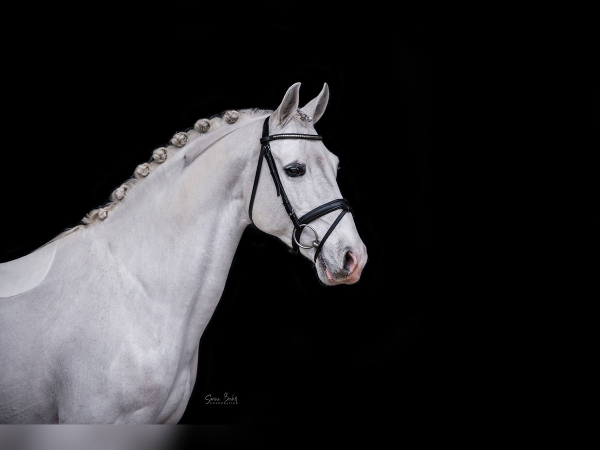Shagya Arabian Stallion Gray in Aukrug