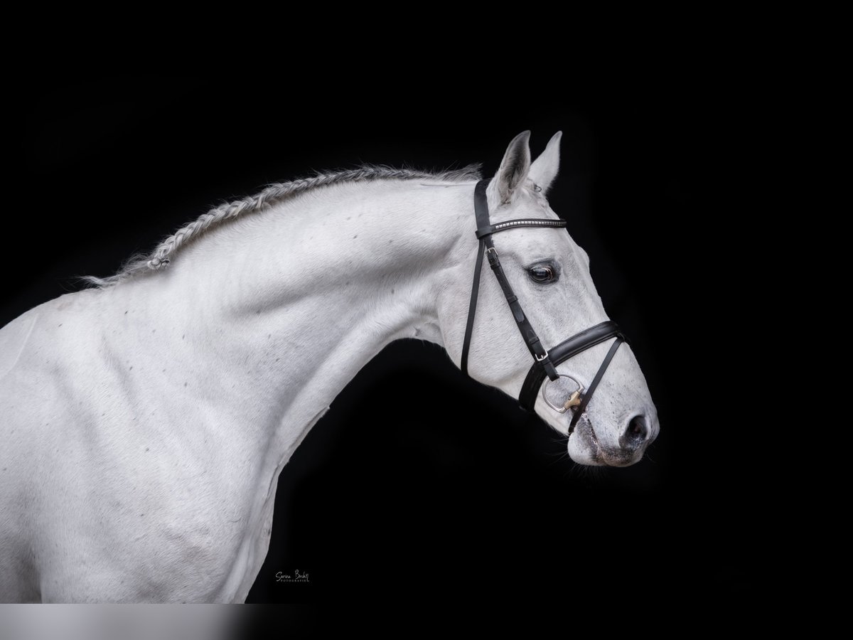 Shagya Arabian Stallion Gray in Aukrug
