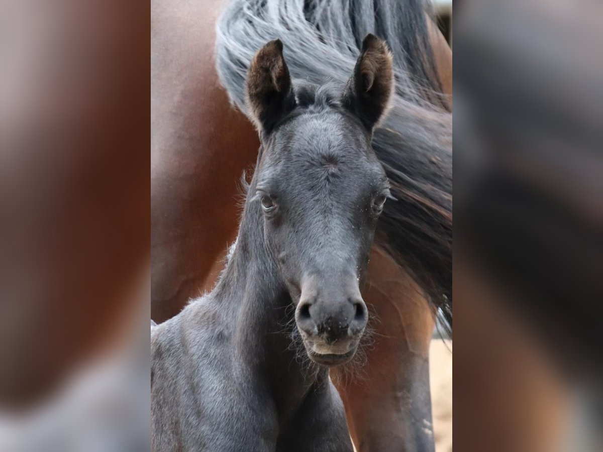 Shagya Arabier Mix Hengst 2 Jaar 154 cm kan schimmel zijn in Rotenburg an der Fulda