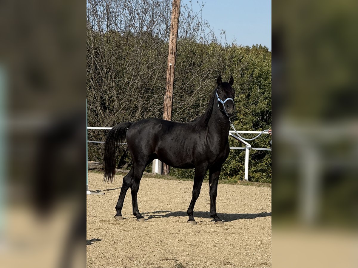 Shagya Arabier Hengst 2 Jaar 160 cm Schimmel in Neuhaus in der Wart