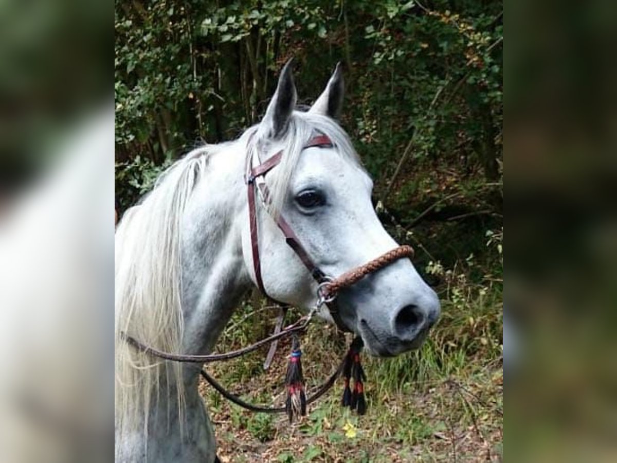 Shagya Arabier Ruin 13 Jaar 152 cm Schimmel in Kall