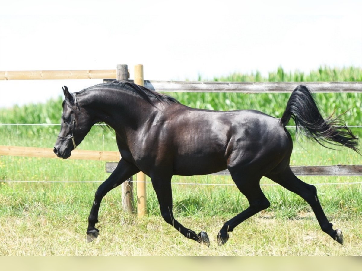 Sharaf Fareed AB Arabian horses Stallion Black in Tiefenbach
