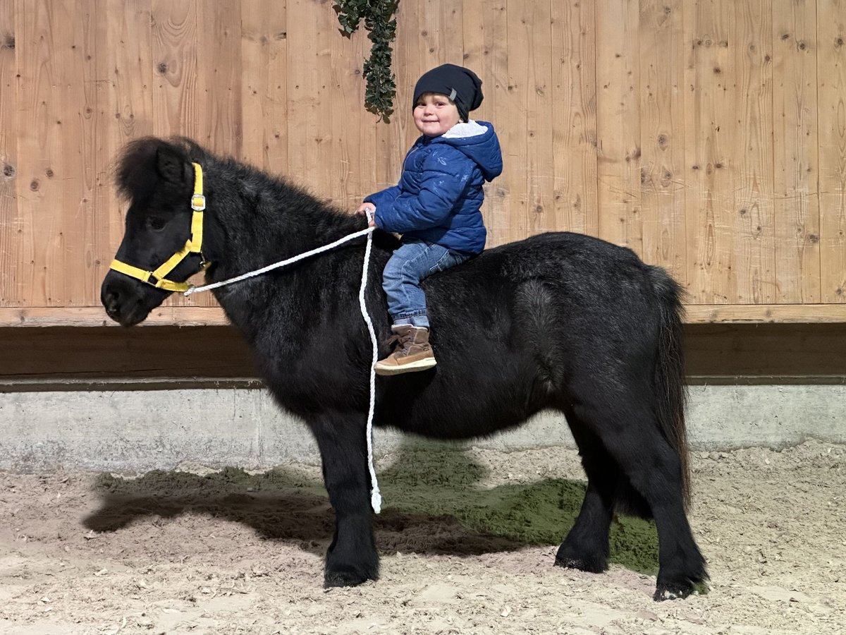 Shetland Castrone 11 Anni 100 cm Leardo in Riedlingen