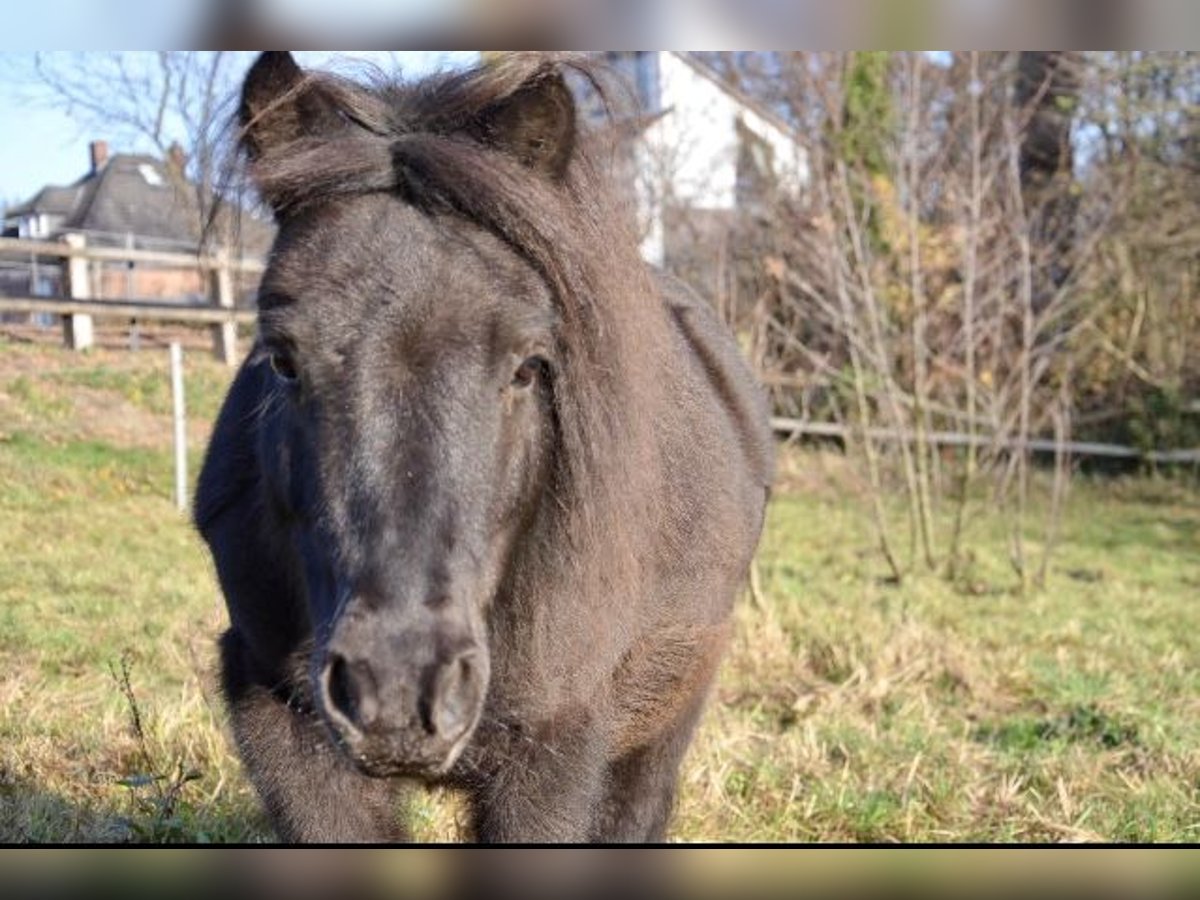 Shetland Castrone 13 Anni 108 cm Morello in Hamburg Duvenstedt