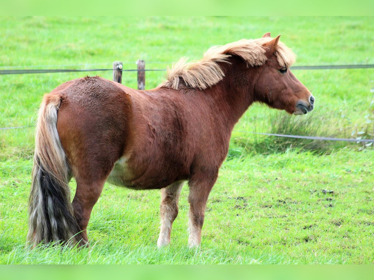 Shetland Castrone 14 Anni 118 cm Sauro in Hoornsterzwaag