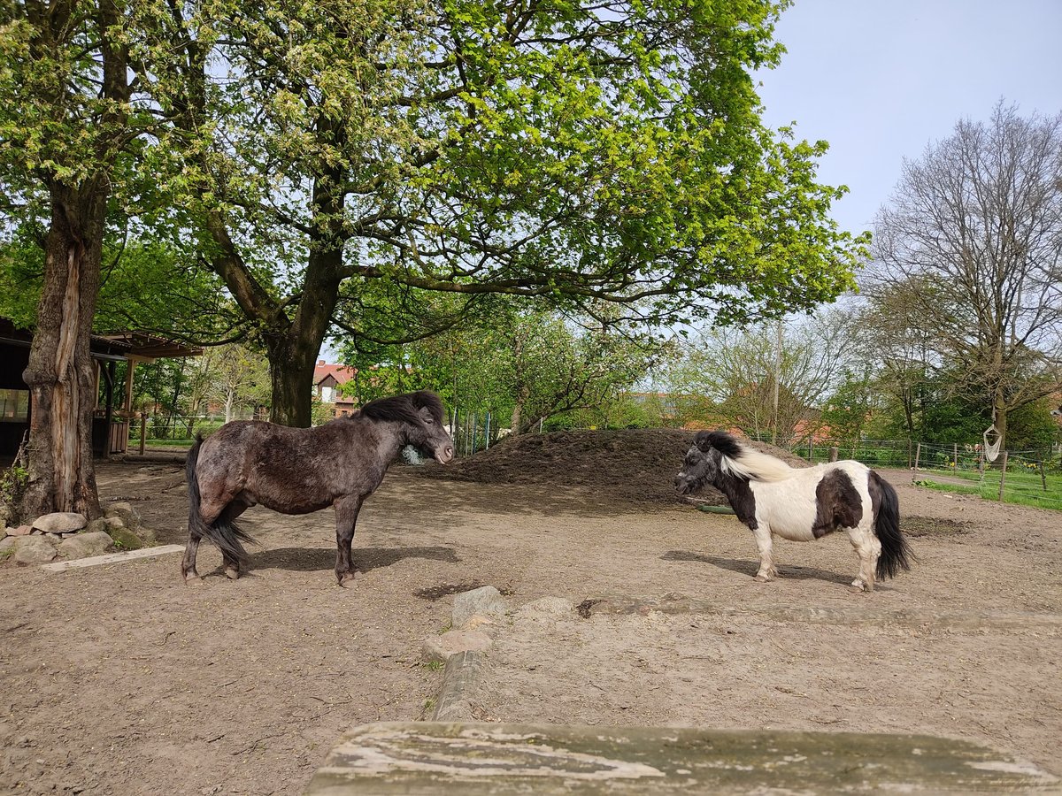 Shetland Castrone 15 Anni 100 cm Morello in Sulingen