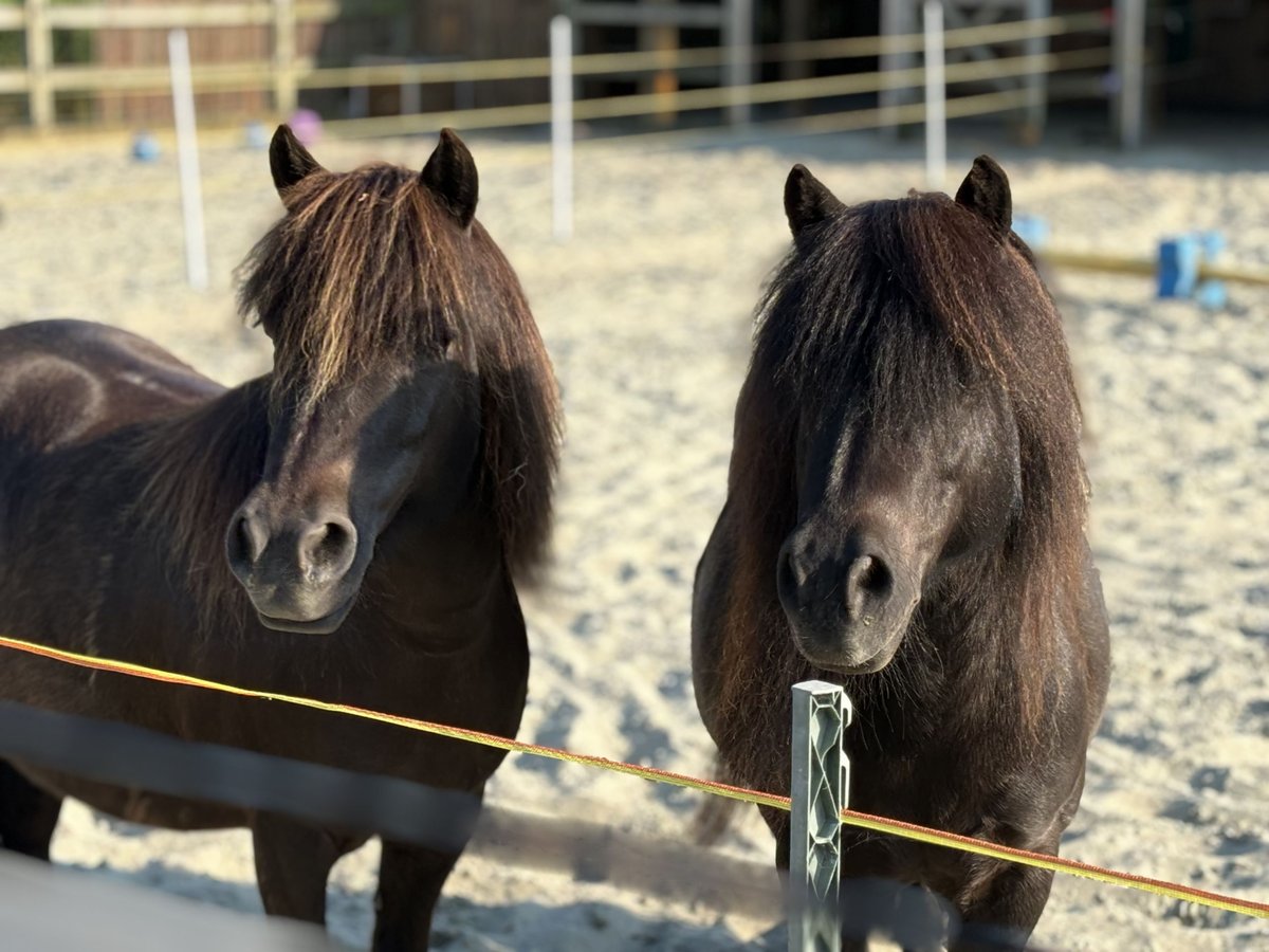 Shetland Castrone 15 Anni 102 cm Morello in Kamperland