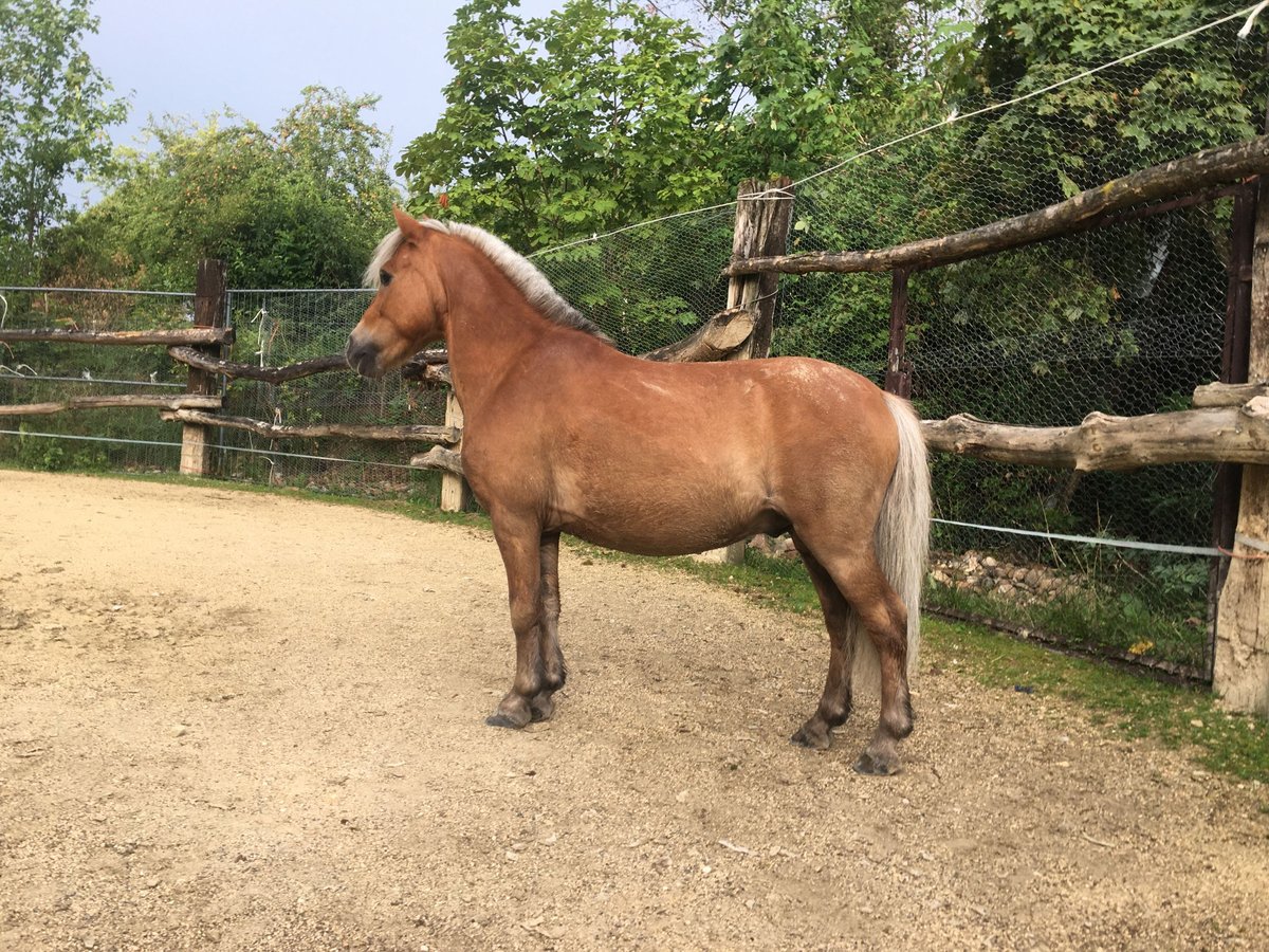 Shetland Mix Castrone 17 Anni 99 cm Sauro in Dürnau