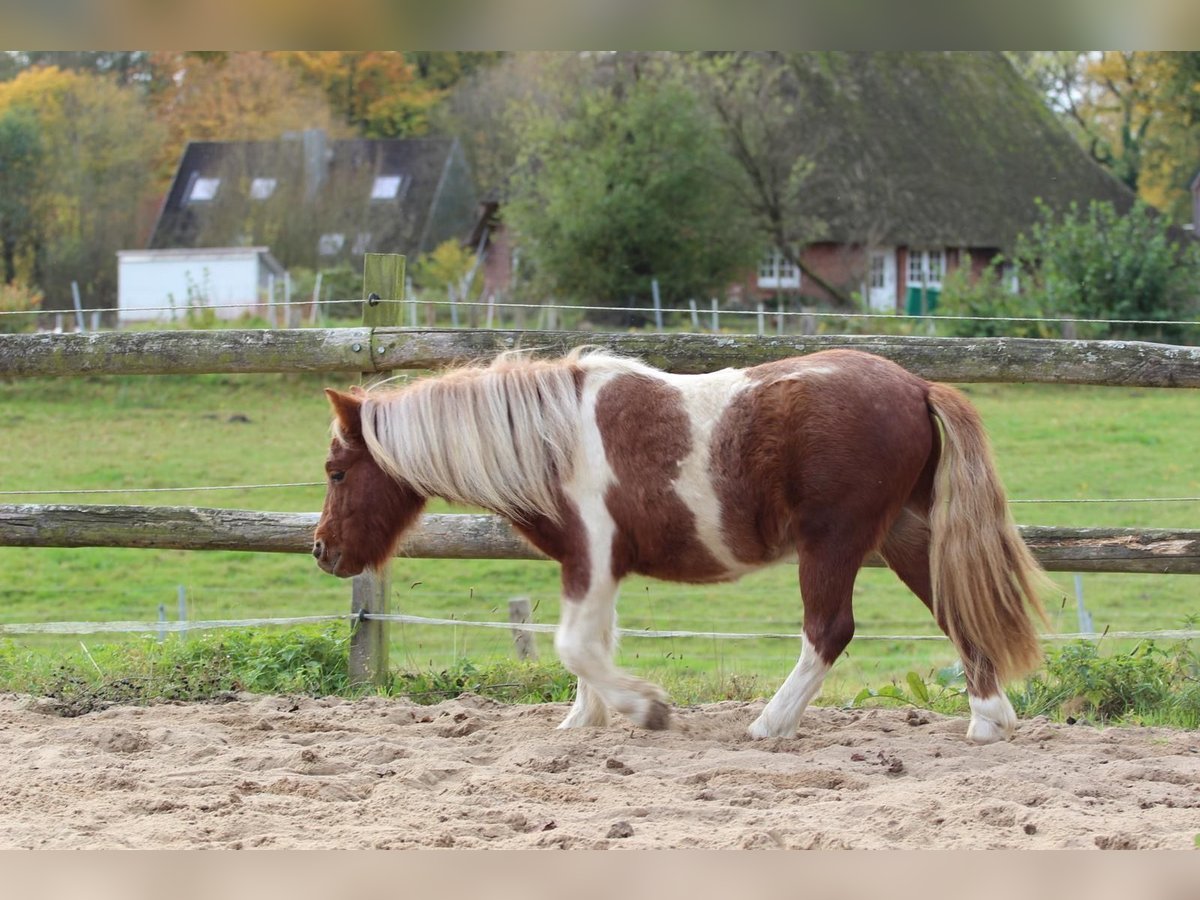 Shetland Castrone 1 Anno 98 cm Pezzato in Hamburg Lemsahl-Mellingstedt