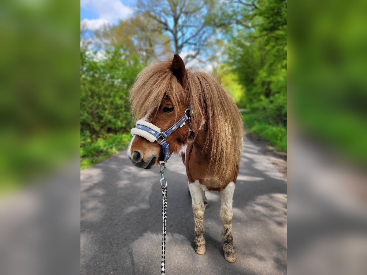 Shetland Castrone 2 Anni Pezzato in Itzehoe