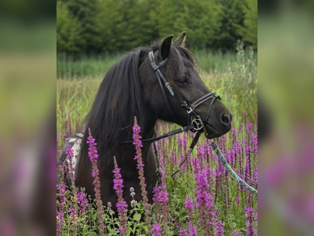 Shetland Castrone 3 Anni 100 cm Morello in Scherpenzeel