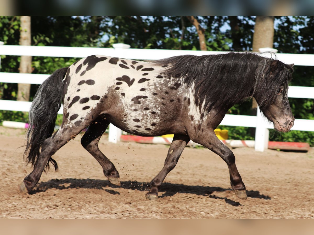Shetland Castrone 3 Anni 82 cm in Oberlangen