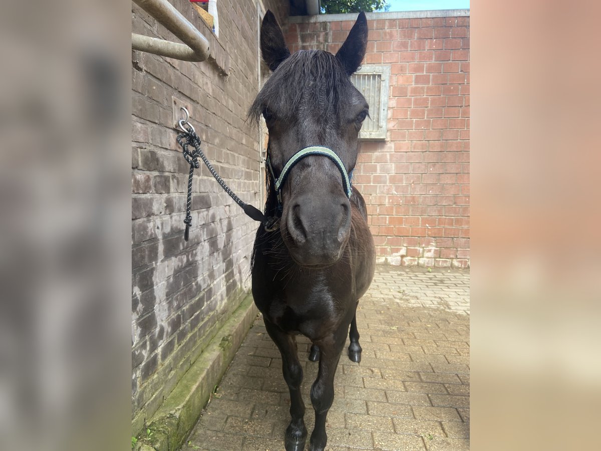 Shetland Castrone 4 Anni 110 cm Baio in Dülmen