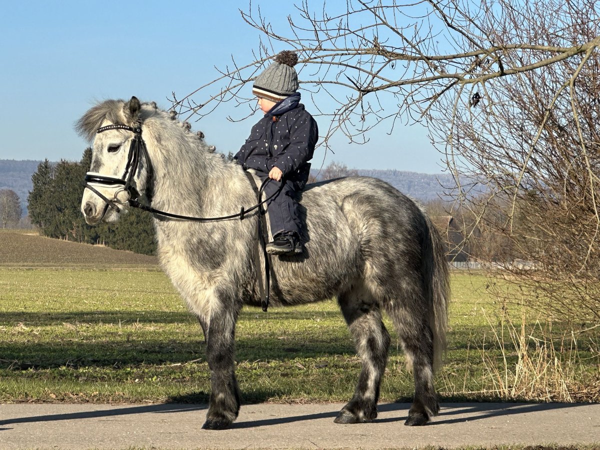 Shetland Castrone 5 Anni 113 cm Grigio pezzato in Riedlingen