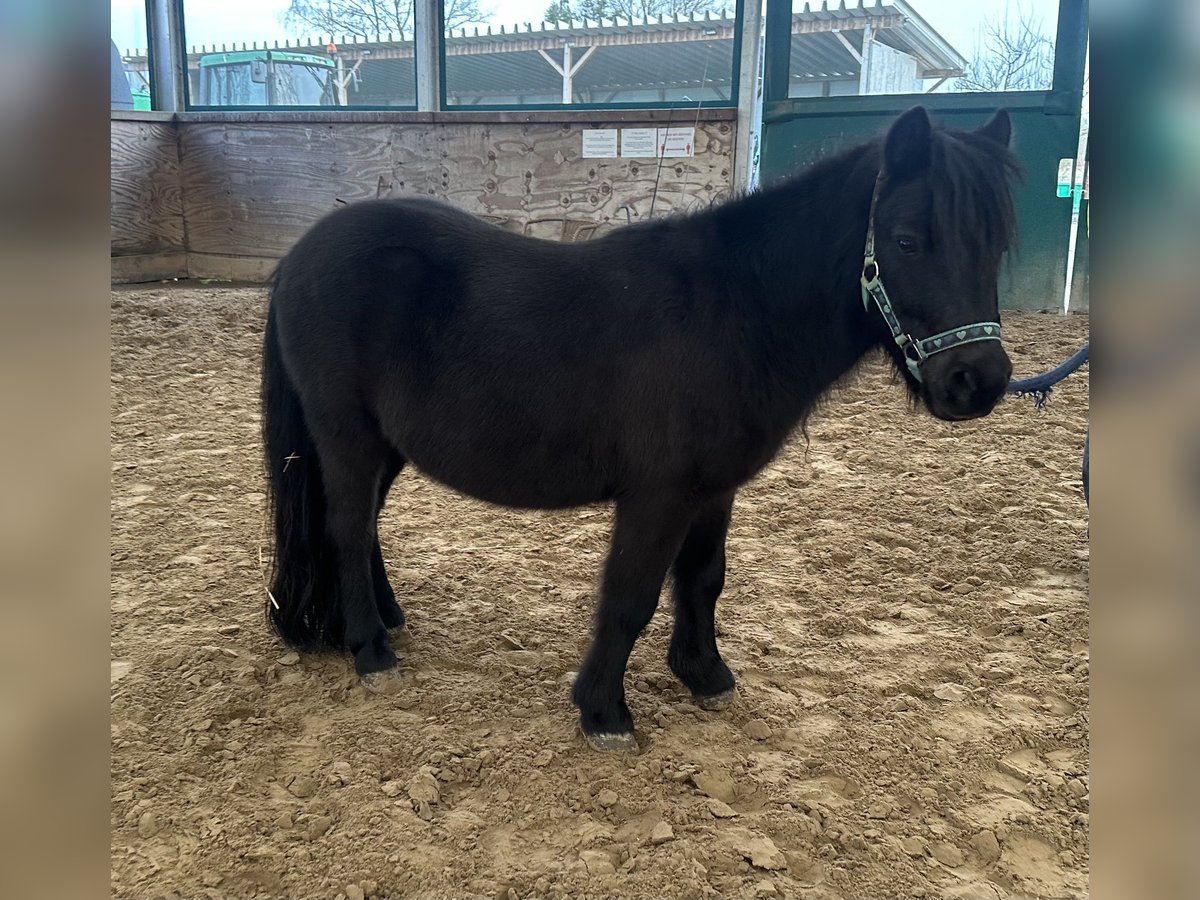 Shetland Castrone 5 Anni 95 cm Morello in Babenhausen