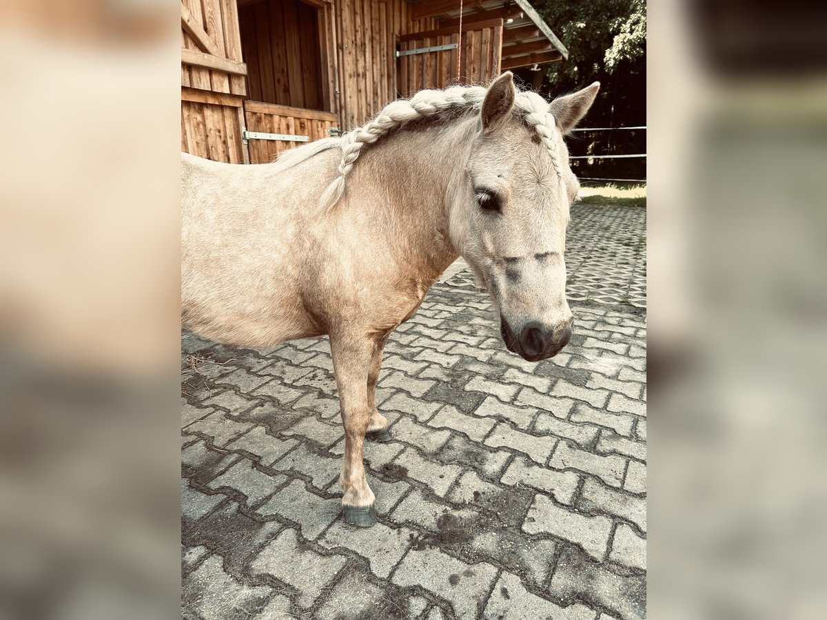 Shetland Castrone 5 Anni 95 cm Palomino in Oberlangen