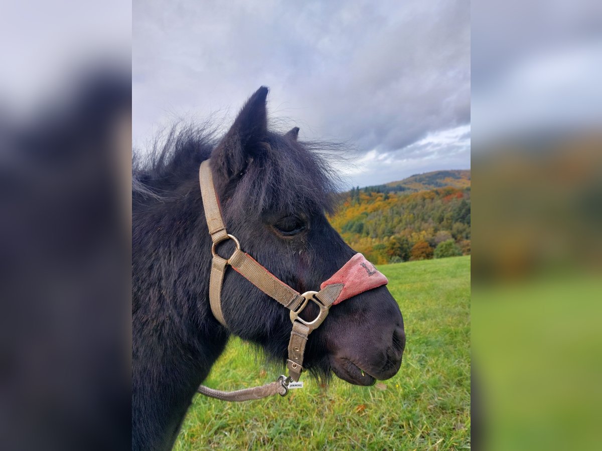 Shetland Castrone 6 Anni 106 cm Morello in Seeheim-Jugenheim