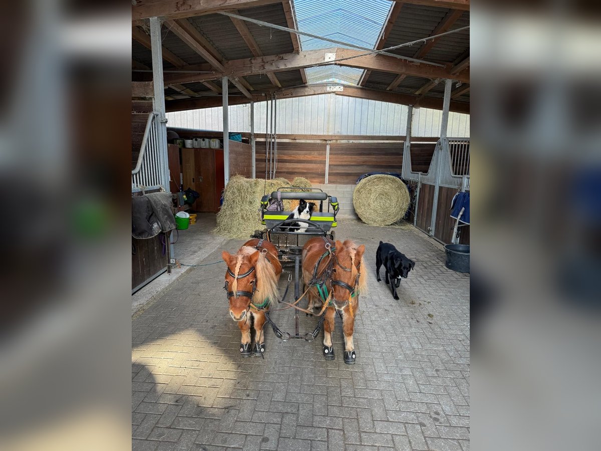 Shetland Castrone 6 Anni Sauro in Kaisersesch