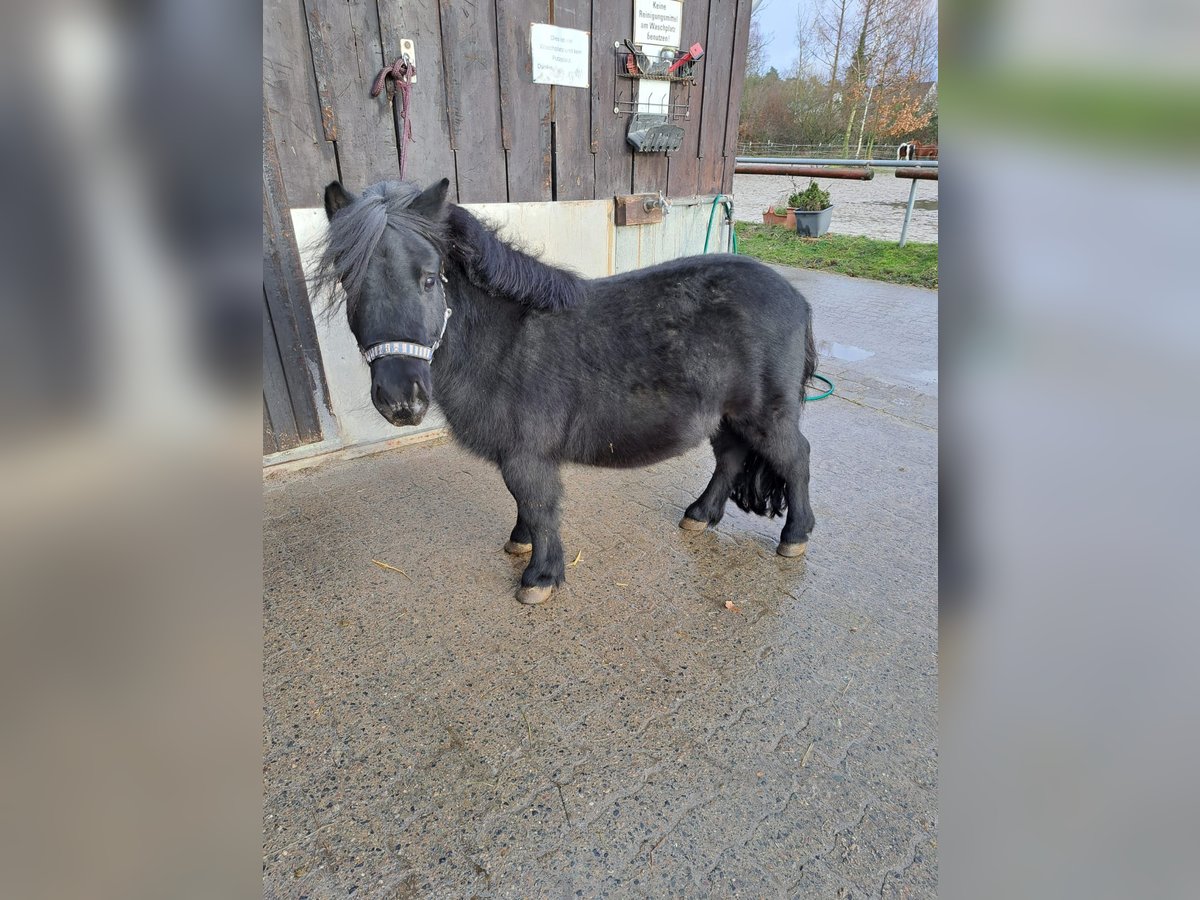 Shetland Castrone 7 Anni 85 cm Baio scuro in Braunschweig