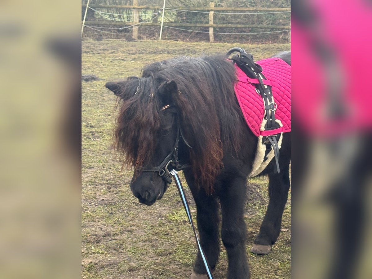 Shetland Giumenta 11 Anni 115 cm Morello in Elsdorf-Westerm&#xFC;hlen