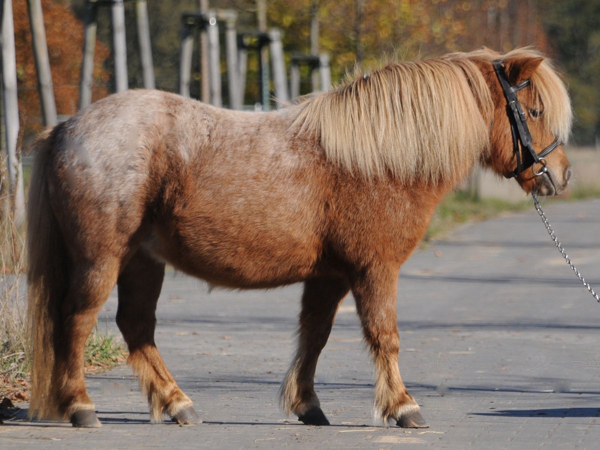 Shetland Giumenta 11 Anni 97 cm Sauro in Oranienburg