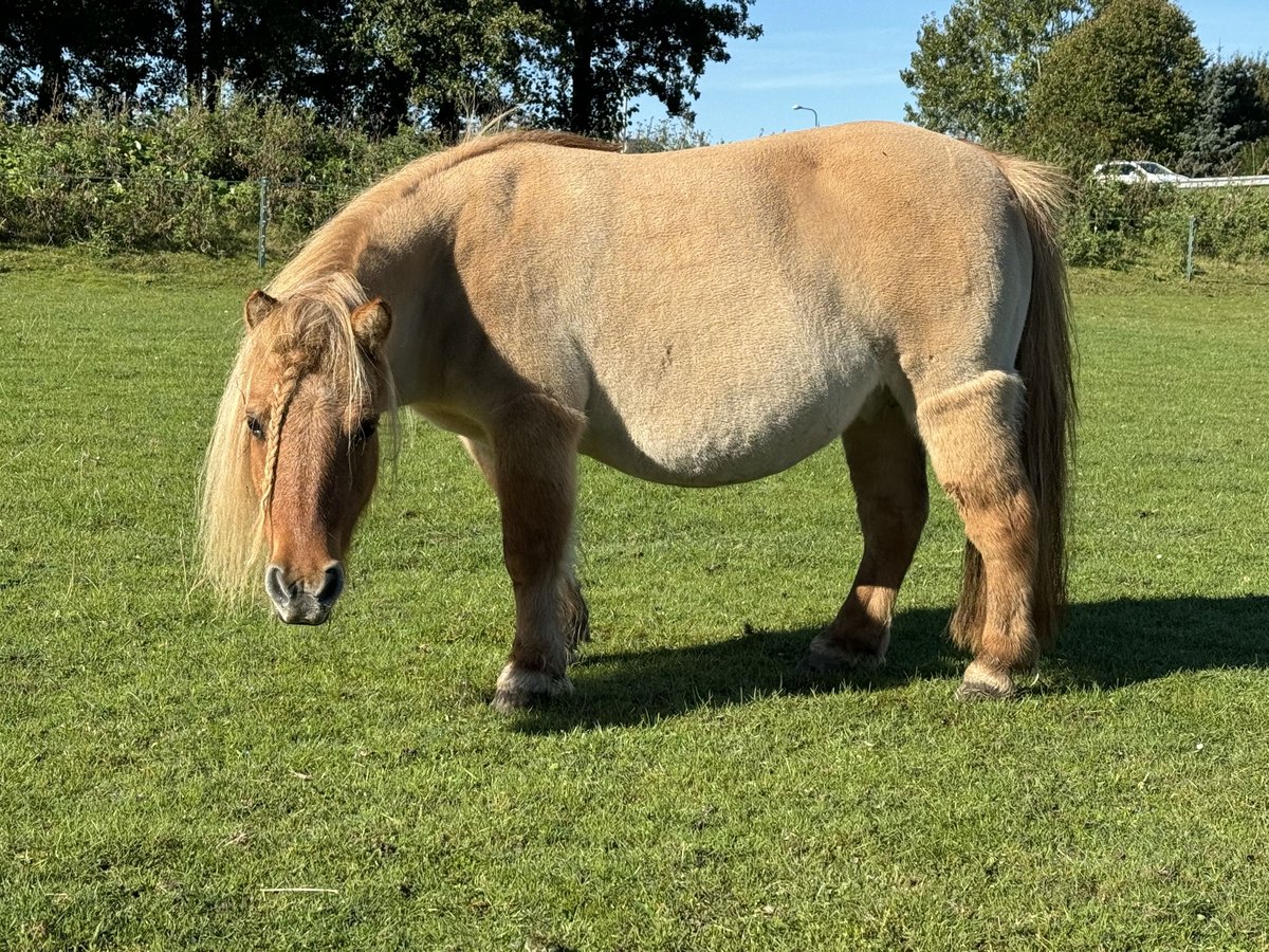 Shetland Giumenta 12 Anni 85 cm Red dun in De Lier