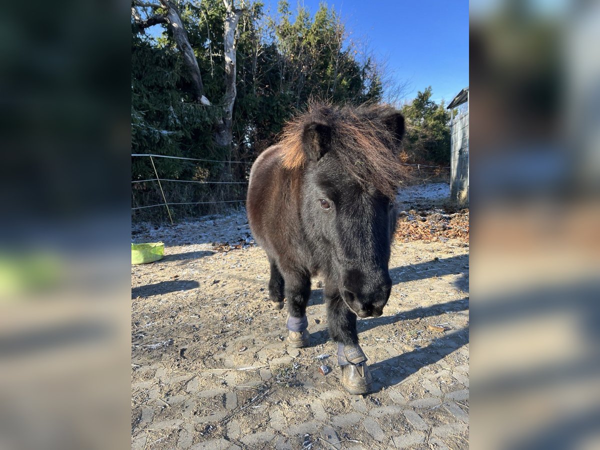 Shetland Giumenta 12 Anni 95 cm Morello in Reinsberg