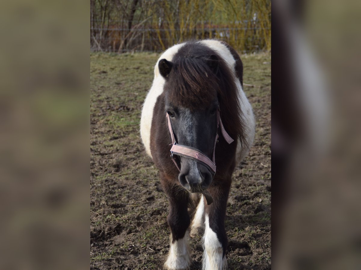 Shetland Giumenta 13 Anni 117 cm Pezzato in Eberhardzell