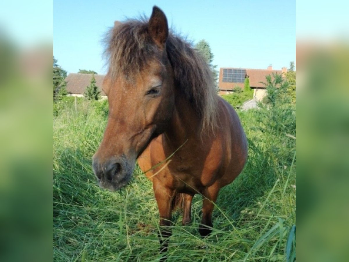 Shetland Giumenta 15 Anni 112 cm Baio scuro in Albisheim