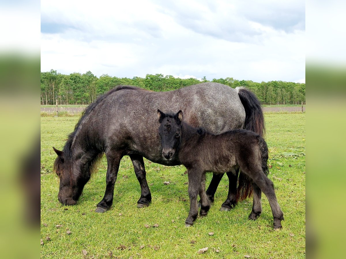 Shetland Giumenta 15 Anni 97 cm Roano blu in Eesergroen