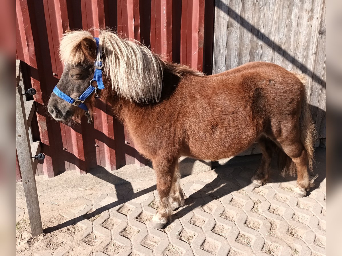 Shetland Giumenta 19 Anni 88 cm Sauro in Bleckede